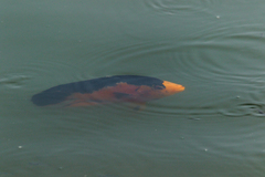 Amphilophus citrinellus