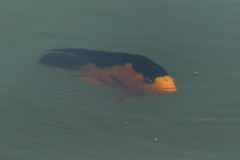 Amphilophus citrinellus