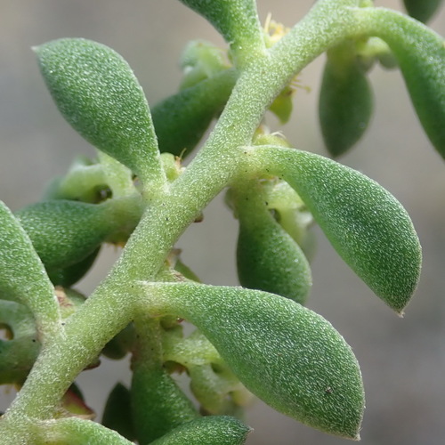 Image of Aizoon rigidum by (c) Nicola van Berkel, some rights reserved (CC BY-SA)