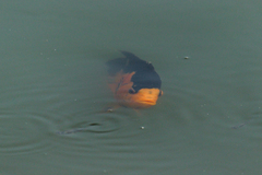 Amphilophus citrinellus