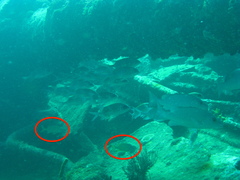 Haemulon flavolineatum