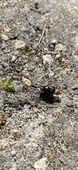 Onthophagus taurus