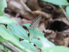 Cissia