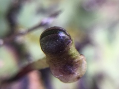 Plagiochasma rupestre