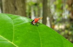Kalidasa lanata