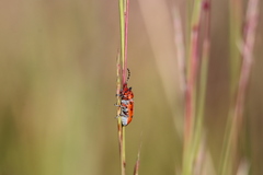 Tetraopes femoratus