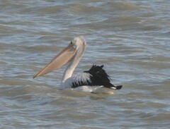 Pelecanus conspicillatus