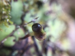 Plagiochasma rupestre