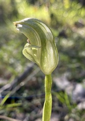 Pterostylis curta
