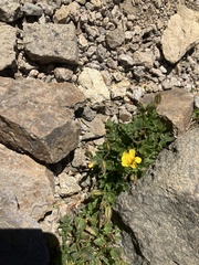 Erythranthe moschata