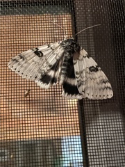 Catocala relicta