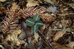 Anoectochilus formosanus