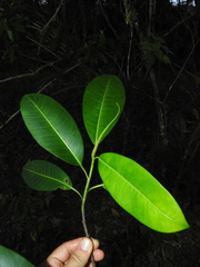Ficus insipida