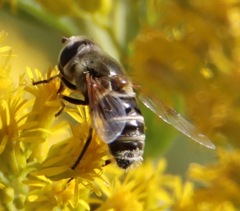 Eristalis stipator