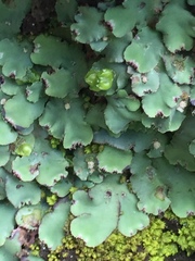 Plagiochasma rupestre