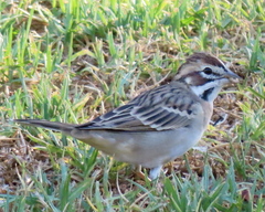 Chondestes grammacus