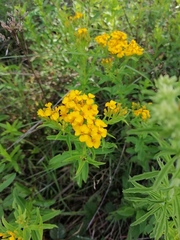 Tagetes lucida