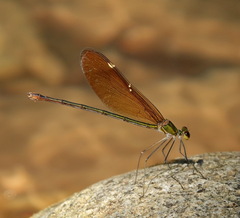 Neurobasis chinensis