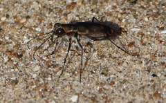 Cicindela repanda