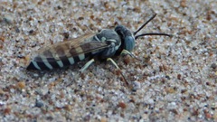 Microbembex monodonta
