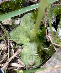 Pterostylis curta