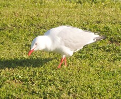 Chroicocephalus novaehollandiae