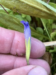 Gentianopsis simplex