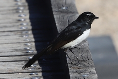 Rhipidura leucophrys leucophrys