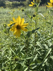 Helianthus giganteus