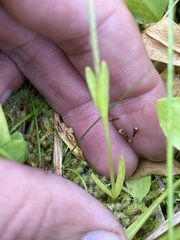 Gentianopsis simplex