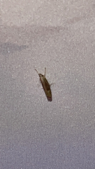 Parapediasia teterrellus