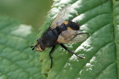Nowickia ferox
