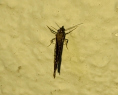 Orthonama obstipata