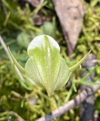 Pterostylis curta