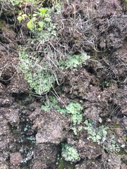 Plagiochasma rupestre