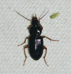 Selenophorus