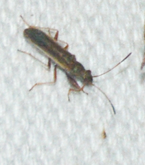Paromius longulus