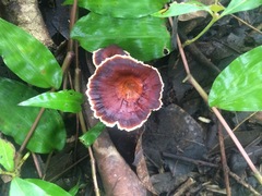 Microporus xanthopus