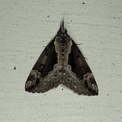 Hypena baltimoralis