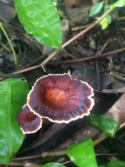 Microporus xanthopus