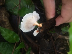 Microporus xanthopus