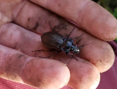 Carabus nemoralis