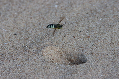 Bicyrtes quadrifasciatus