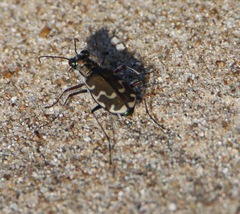 Cicindela repanda