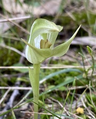 Pterostylis curta