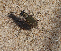 Cicindela repanda