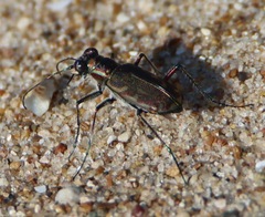 Cicindela repanda