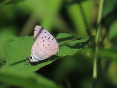 Pseudolycaena damo