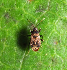 Rhyparochrominae