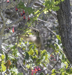 Sephanoides sephaniodes